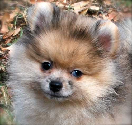 maltese long haired chihuahua mix. mix long haired Little,