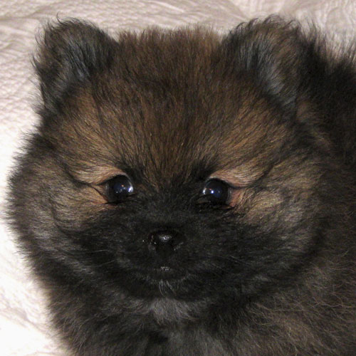 Teacup Pomeranian Rescue
