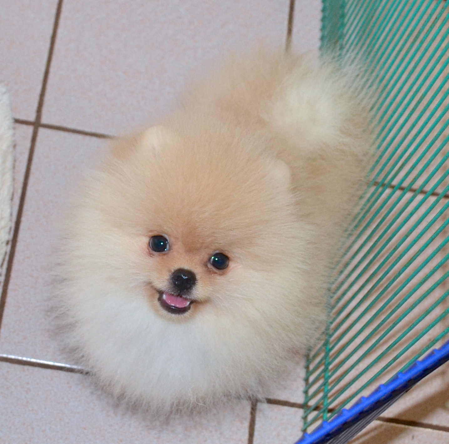 pomeranian paddington