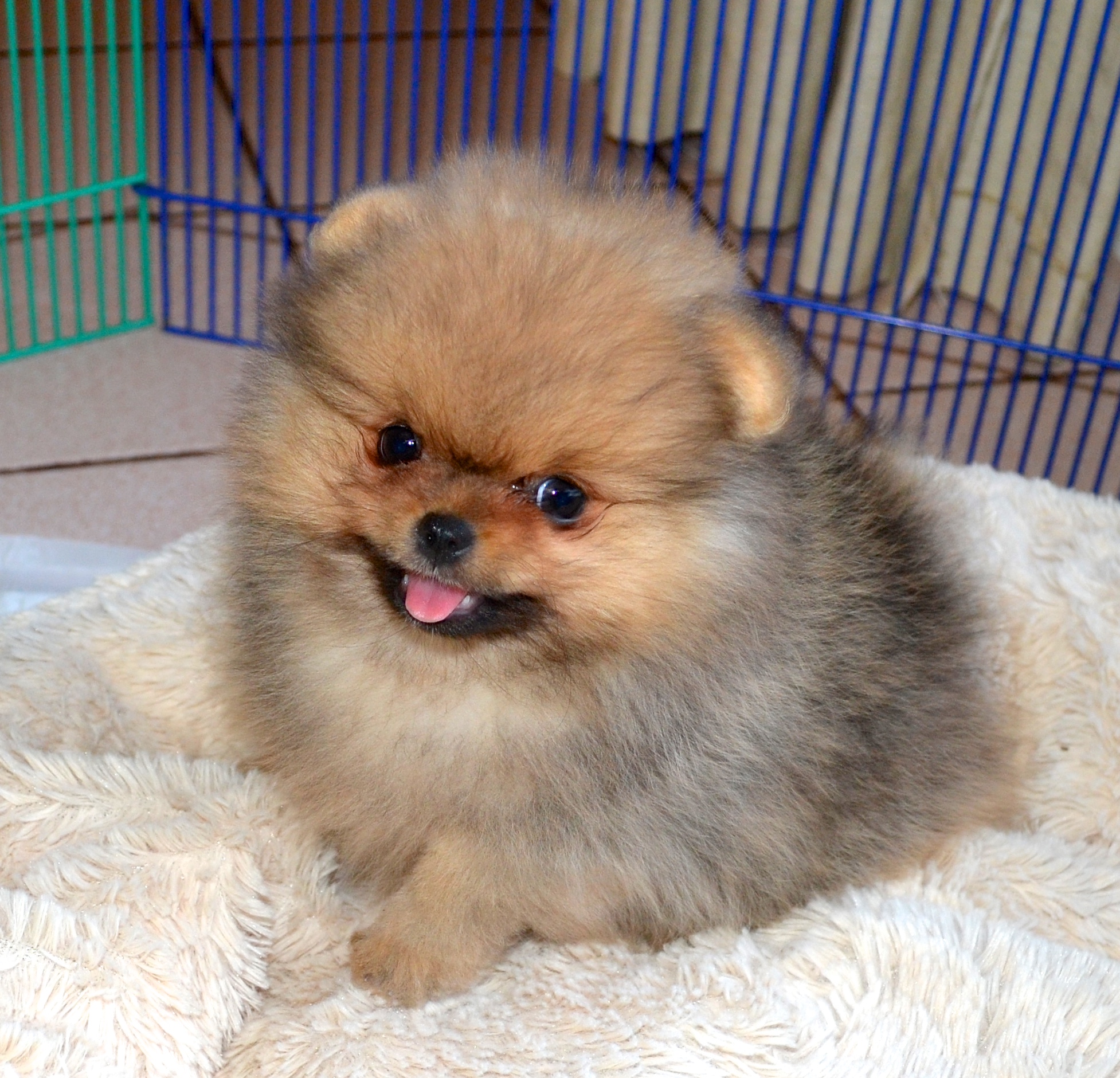 Teddy bear pomeranian puppies for cheap sale near me