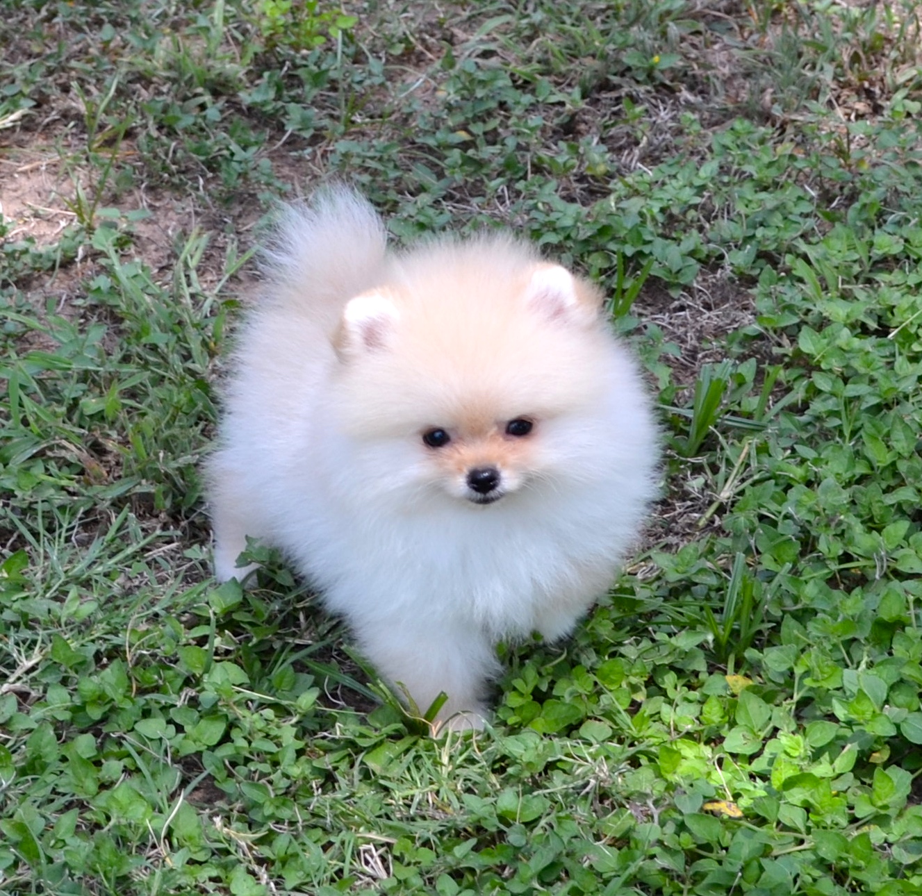 White Poms | Dee Dee's Pomeranians