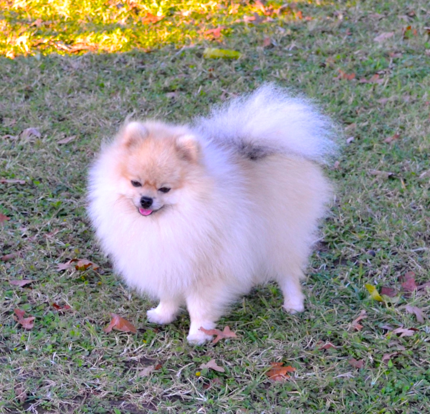 Skeeter | Dee Dee's Pomeranians