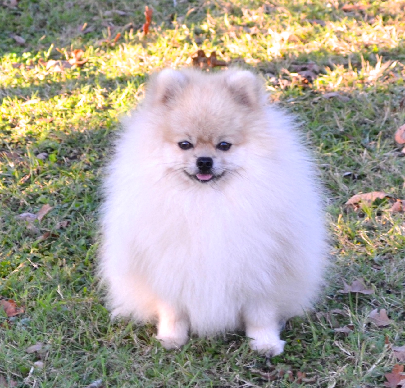 Skeeter | Dee Dee's Pomeranians