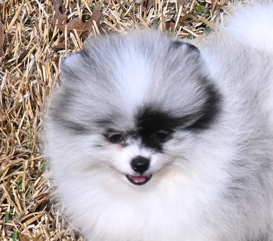 Pomeranian Puppies for Sale | Dee Dee's Pomeranians